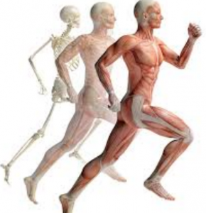 Sistem Muskuloskeletal Manusia